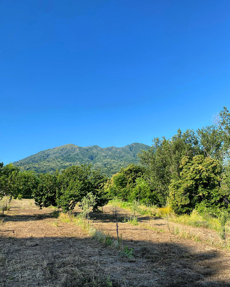 Nucis distillato di nocino